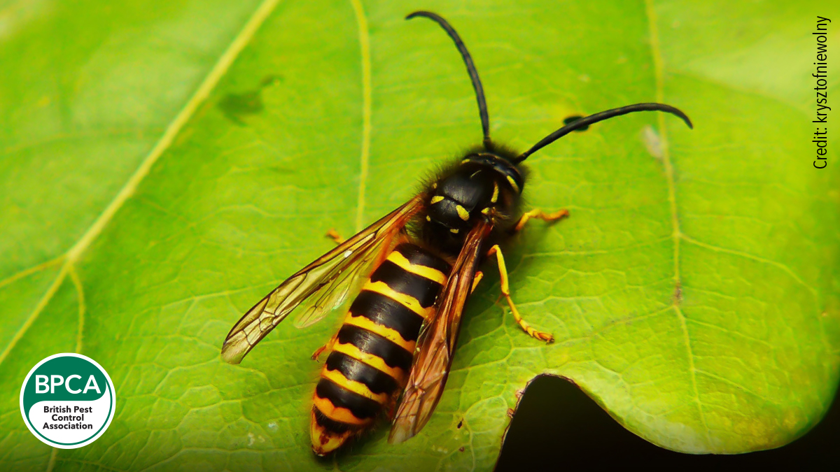 Saxon wasp Dolichovespula saxonica identification in the UK Saxon wasp Dolichovespula saxonica identification in the UK